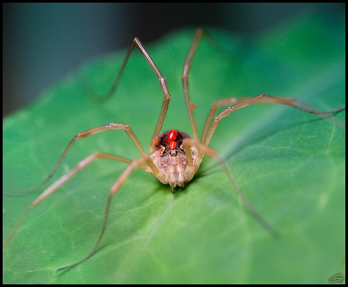 The Thing | What is that? I think its not a spider cos it on… | Flickr