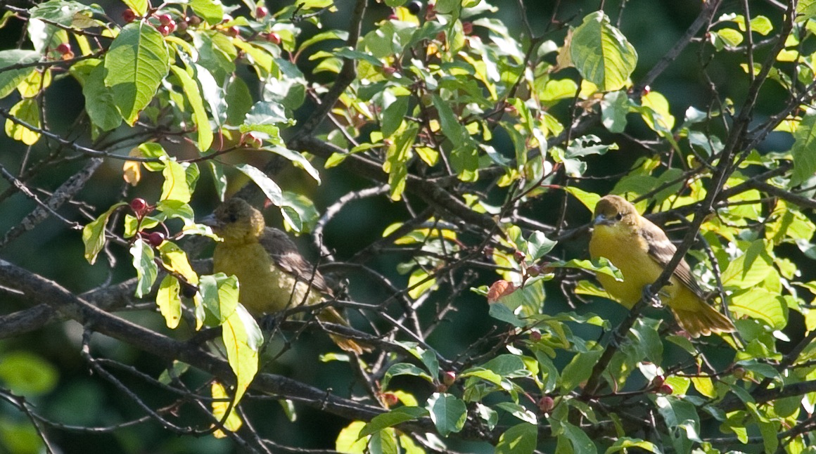 Orchards