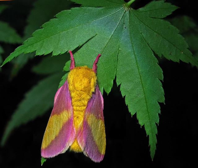 Rosa Maple Moth