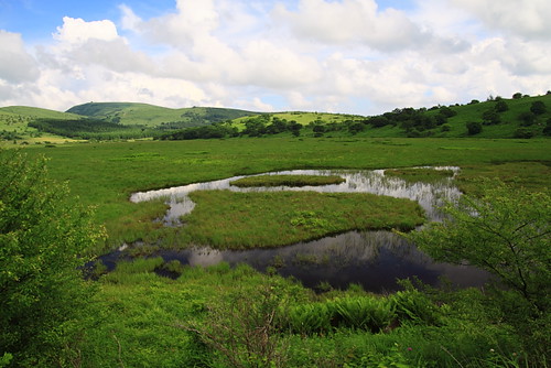 八島ヶ原湿原の湿地
