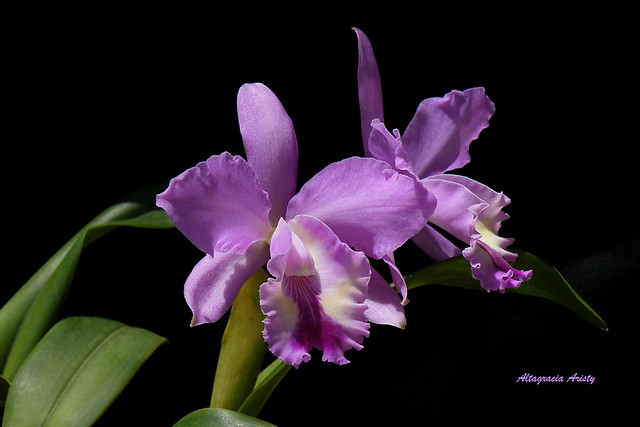 Orquídeas/Orchids/Orchidee