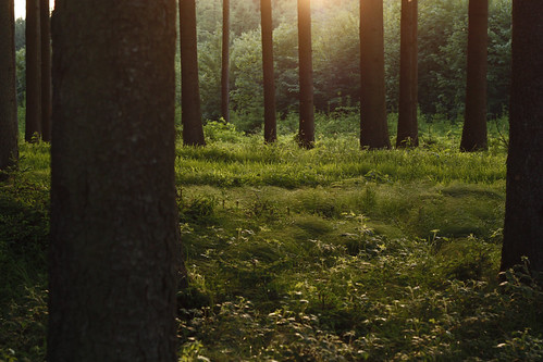 wood by floffimedia, wood trees light sunset sunlight green forest evening abend licht sonnenuntergang grün bäume goldenh