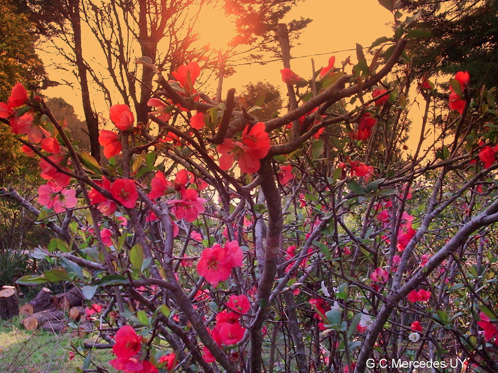 Flor de durazno de jardin. 2. | Flores de un arbusto muy dec… | Flickr