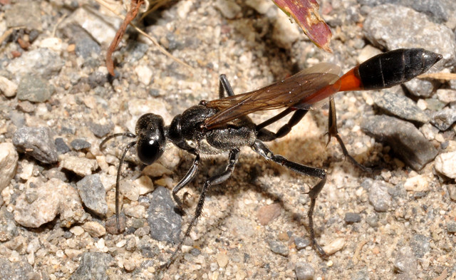 parasitic wasp-aug2010-DSC_0587