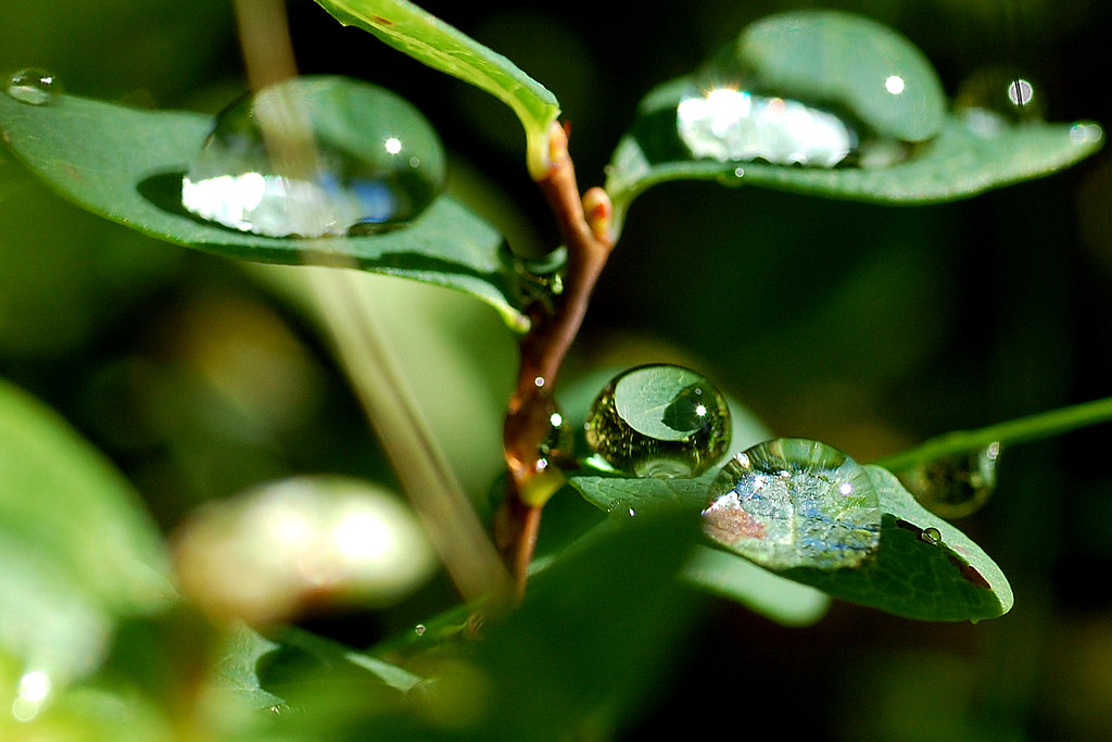 Leaf reflected in a drop by Nothingbeatsnature