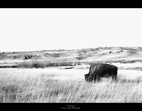 blackandwhite bw southdakota landscape blackwhite buffalo scenery wildlife explore badlands bison grasslands tatanka americanbuffalo explored awesomephotography kevinaker kevinakerphotography