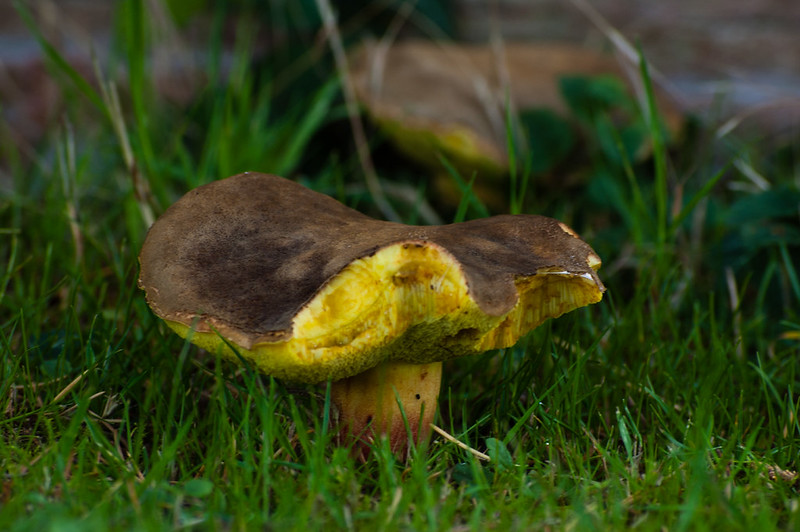 Red cracking bolete