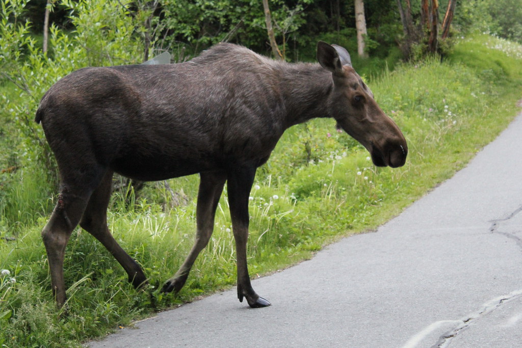 Alaska Creatures Alaska Creatures | Flickr