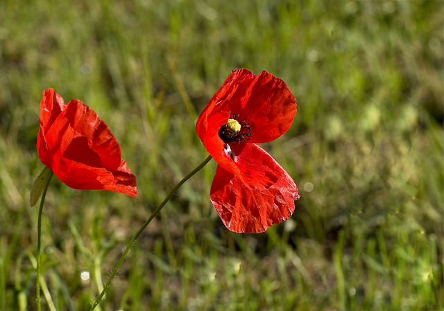 Coquelicots (Fleurs)
