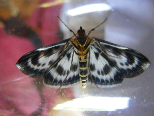 Small Magpie Moth underside.