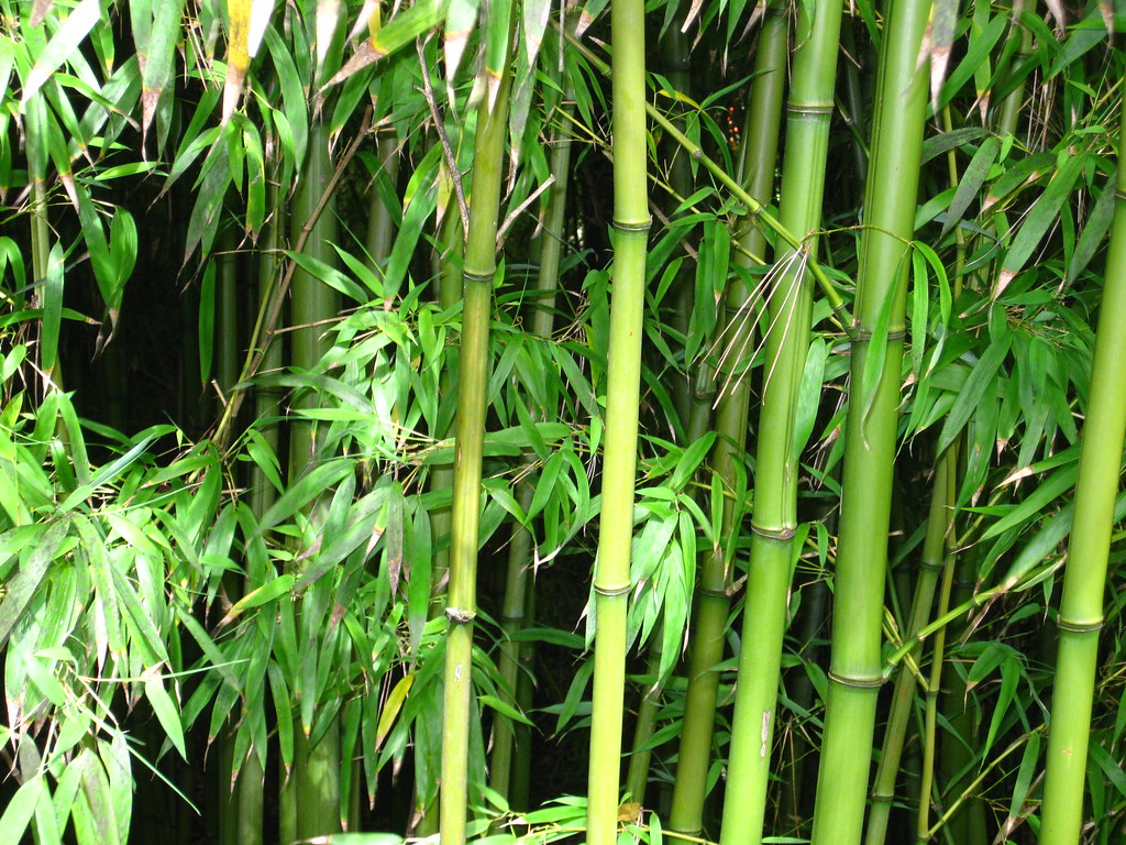 Japanese Tea Gardens