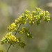 Flickr photo 'Lady's Bedstraw (Galium verum)' by: Phil Sellens.
