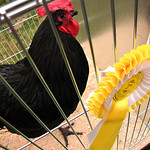 A prize winning cock