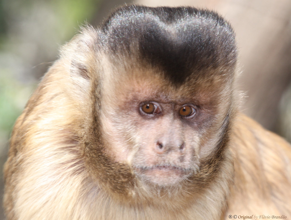 Série com o Macaco Prego (Cebus apella) - Series with the Capuchin monkey - 26-06-2010 - IMG_3692