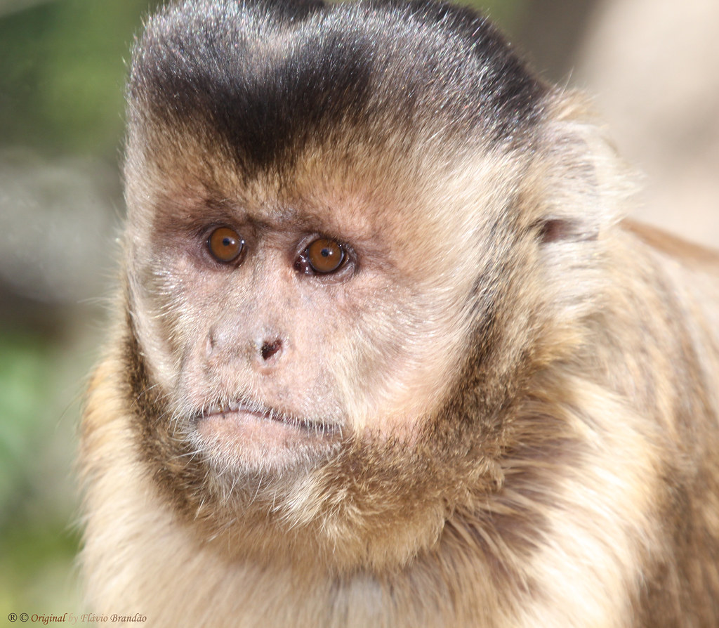 Série com o Macaco Prego (Cebus apella) - Series with the Capuchin monkey - 26-06-2010 - IMG_3693