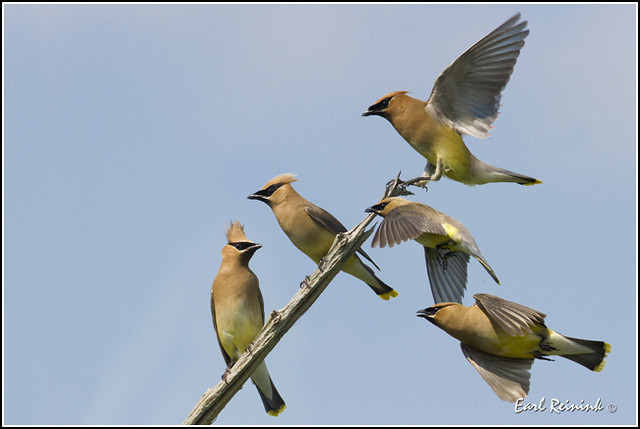 Waxwing (Cedar) - 0110