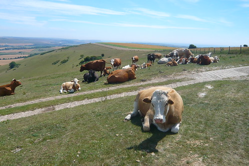 Cows on the South Downs 