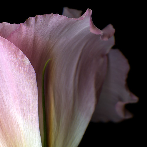 THE REGAL CURVES of A PINK LYSIANTHUS by magda indigo