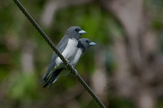 White-breasted Woodswallows