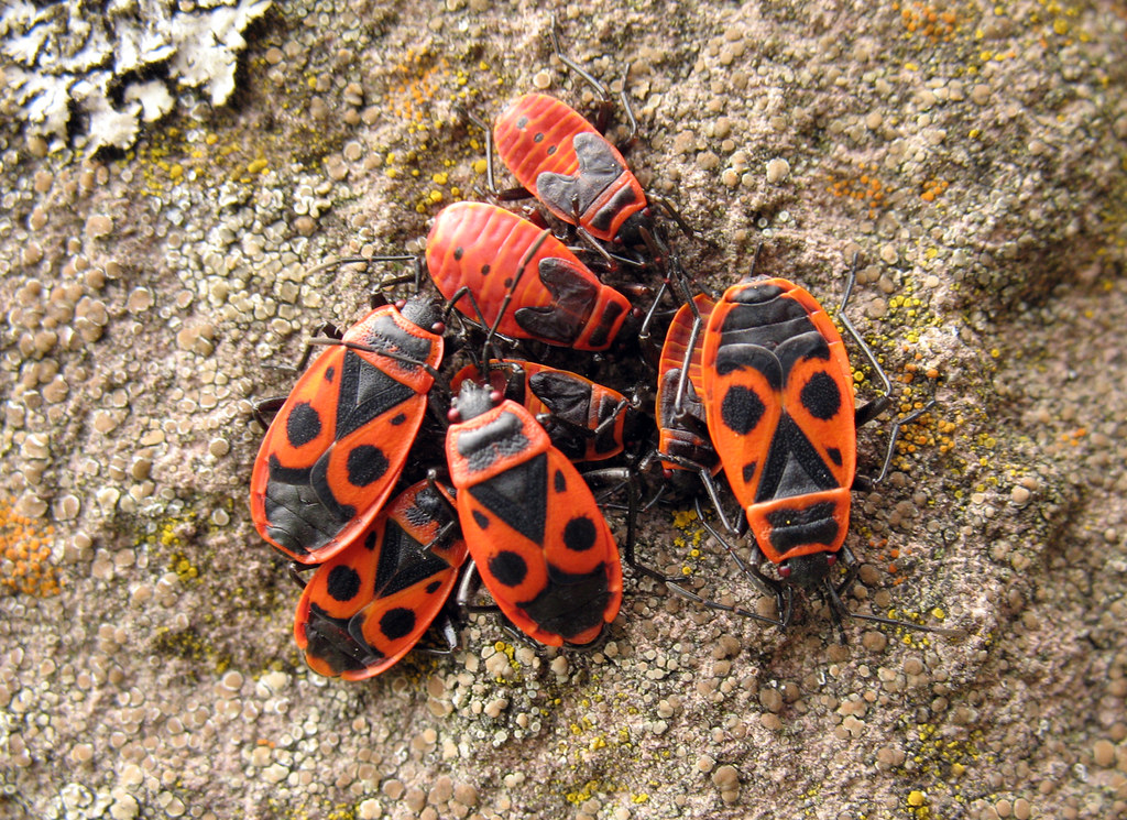 Vuurwantsen met hun larven | Erik Korsten | Flickr