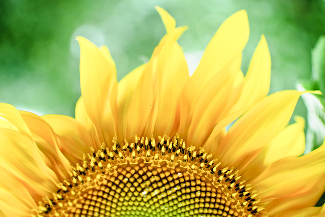 Sunflower #217/365
