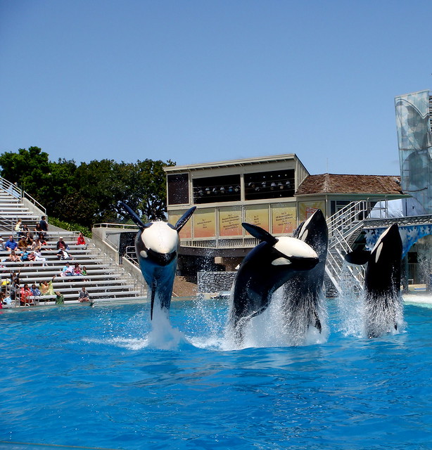 Orca Show, Sea World