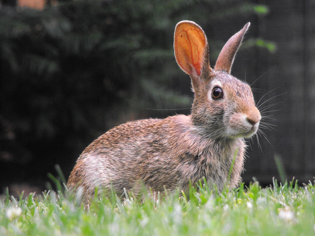 Rabbit | darius norvilas | Flickr