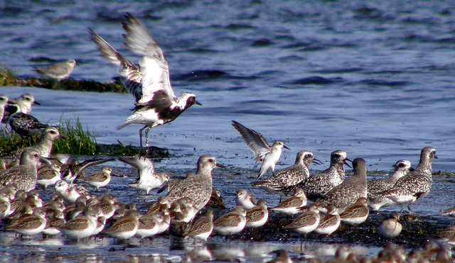 Black-Bellied Plovers Among Others