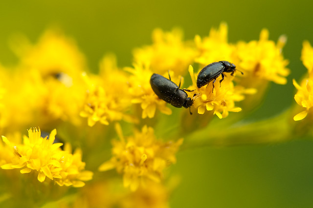 Beetles on Golden Rod flowers