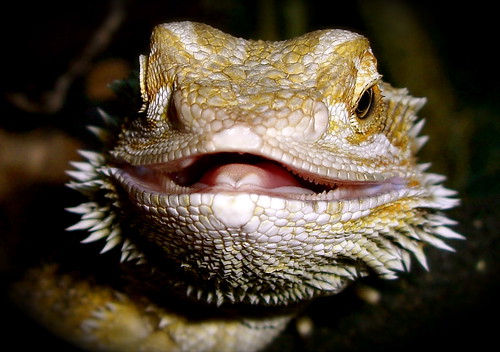 Bearded Dragon (Pogona Vitticeps)