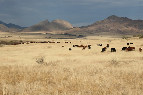 arizona cattle elgin grassland freerange elginaz elginarizona babacomari babacomariranch sanignaciobabacomari