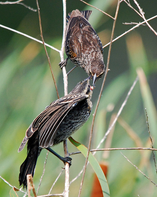 Female Red-winged Blackbird Feeding Young (series)