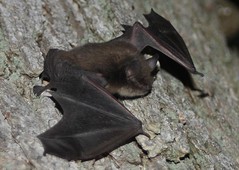 brown bat with wings spread out on tree trunk
