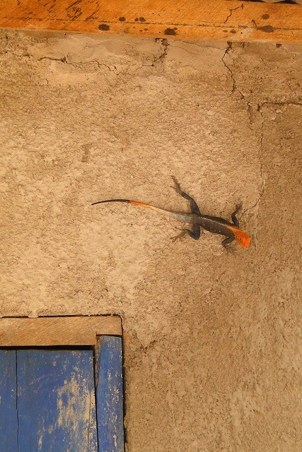Still Life with Doorframe and Gecko - Zebilla - Ghana