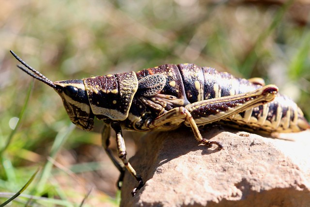 Mountain Spotted Grasshopper (Monistria concinna)