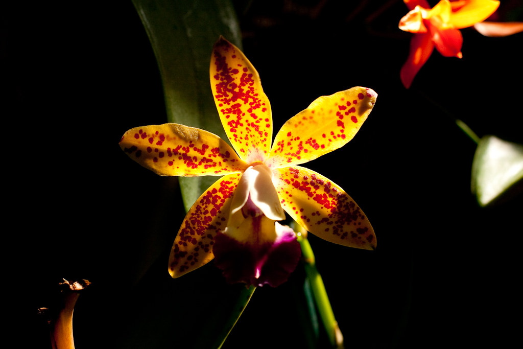Amazing Orchid! | Adria | Flickr