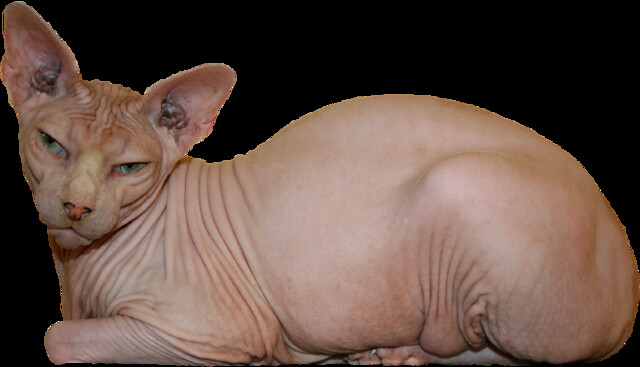 Sphynx Cat - RuthArt.