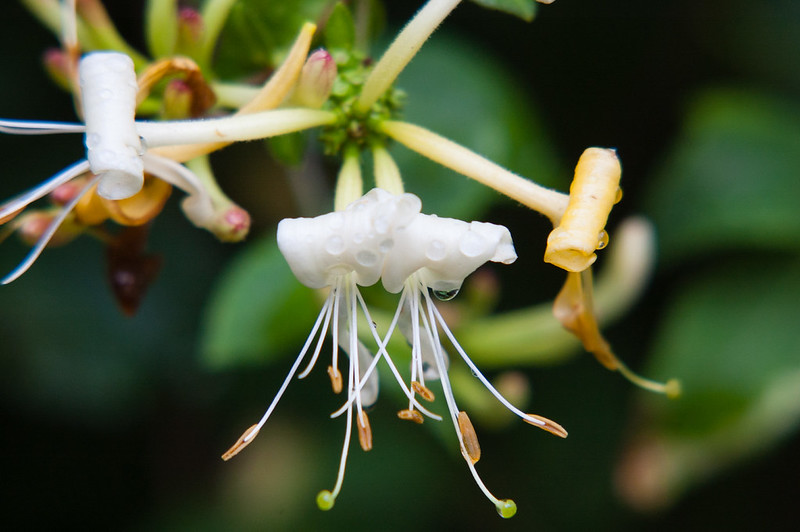 Honeysuckle