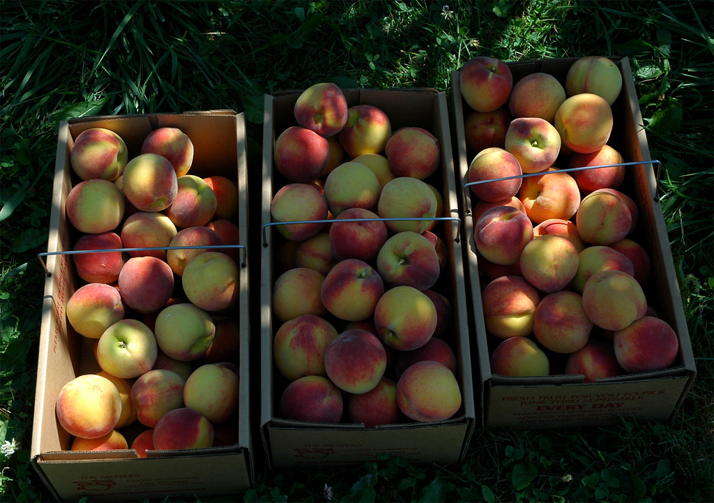 peaches_05 37 lbs of peaches Bon Eats Flickr