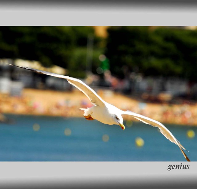 summer (seagull)