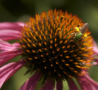 Florus Insect nature's party dress | bgblogging | Flickr
