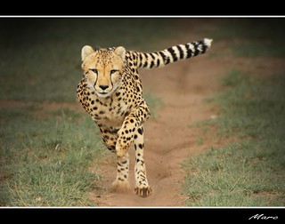 Cheetah run new edition at CCF (Cheetah Conservation Fund) Namibia | by - Marc -