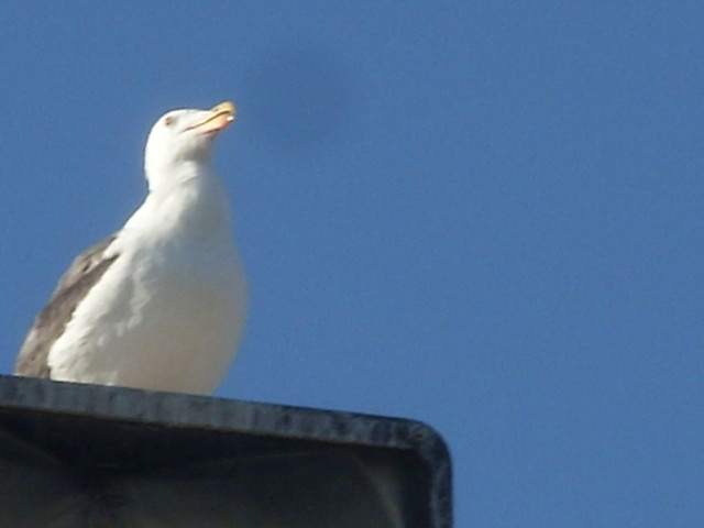 Gull atop a light at Norm's Restaurant