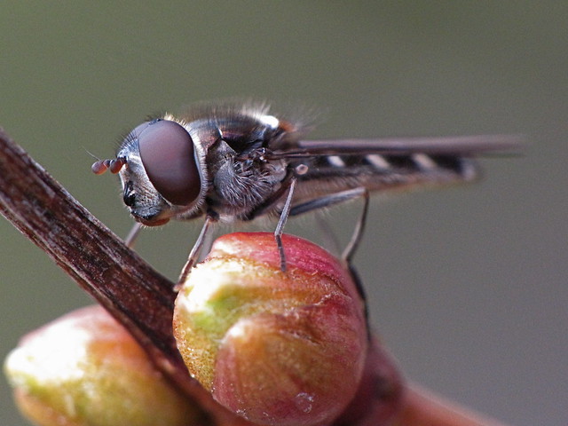 Dog-faced hover fly