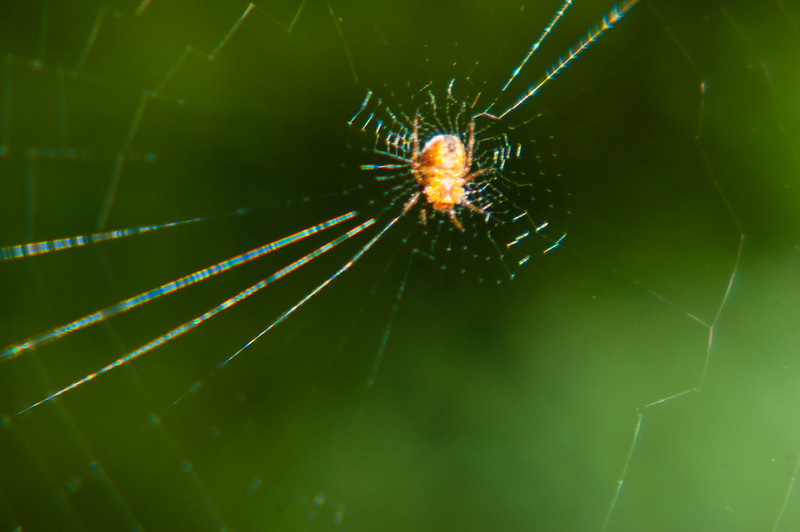 Spider swinging in its web