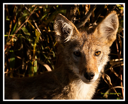 coyote animals wildlife indiana 2010 timwirtzphotography timwirtz copyright©timothybwirtz