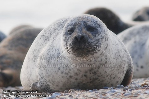 Common Seal - Phoca vitulina vitulina | Common Seal - Phoca … | Flickr