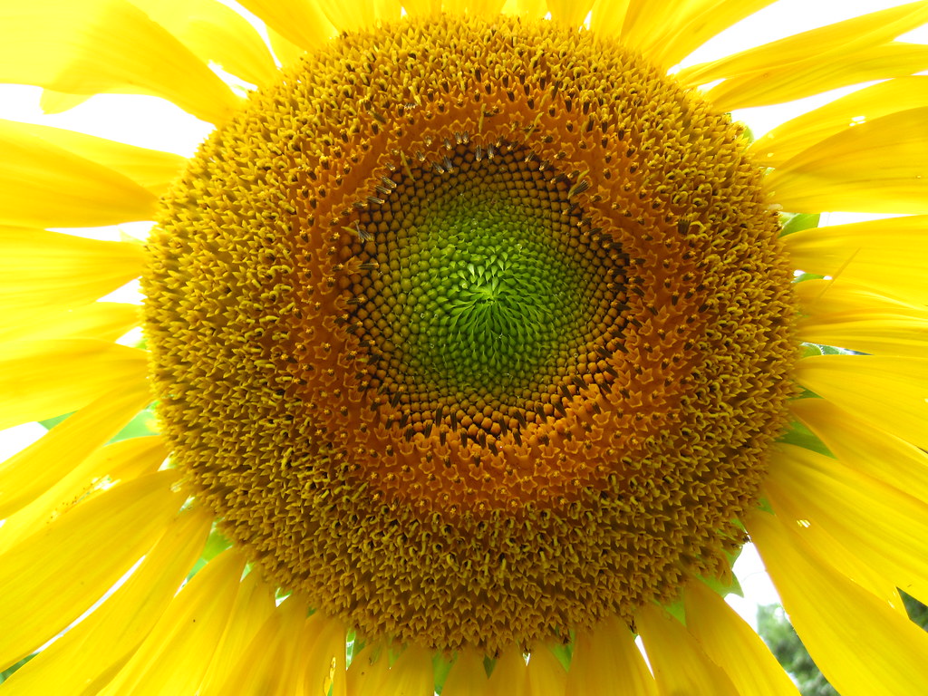 Large yellow sunflower in bloom.