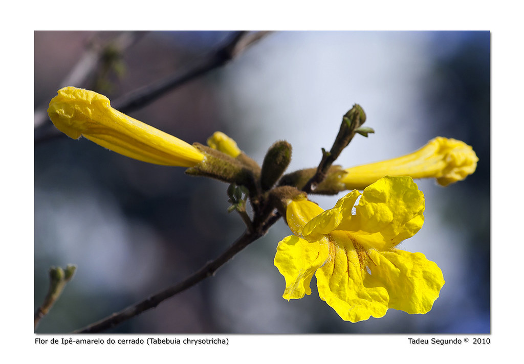 Flor de Ipê-amarelo do cerrado (Tabebuia chrysotricha) | Flickr