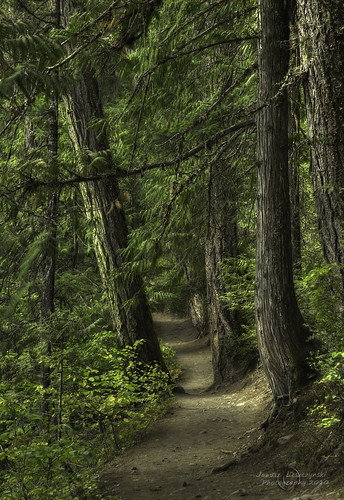 forest whistler woods pemberton pathway nairnfalls janusz leszczynski lonelypath 004044